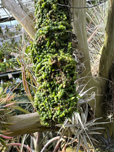 バルボフィラム モニリフォルメ Bulbophyllum moniliforme 樹皮・ヘゴ