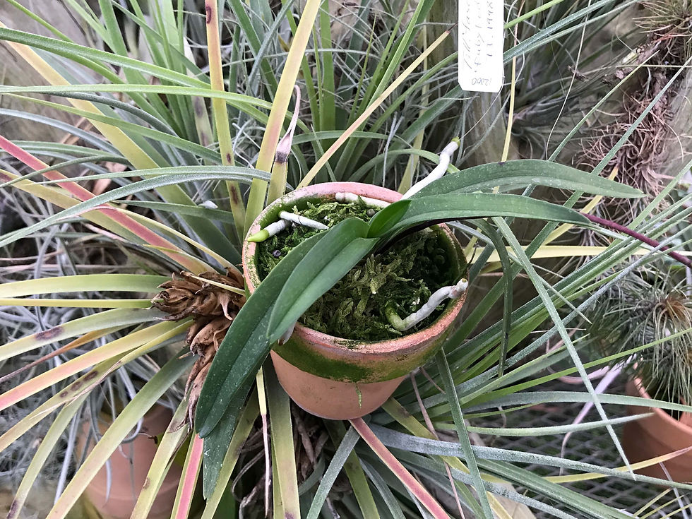 サムネイル： Sacochilus fitzgeraldii,洋蘭,洋ラン,洋らん,育て方,種類,販売,通販,花言葉,Orchids,flower,花屋,アクア,多肉植物,癒し,趣味の園芸,パルダリウム,plants,インテリア,Wiki,ebay,