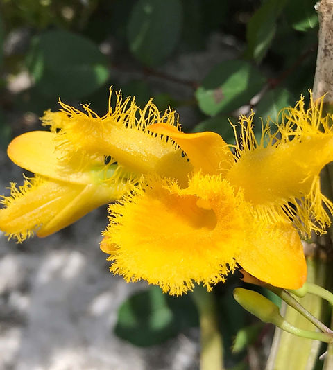 洋蘭 洋ラン 原種 デンドロビューム Den. thyrsiflorum 大株 洋蘭 原種 デンドロ Den. thyrsiflorum 大株の開花株サイズ