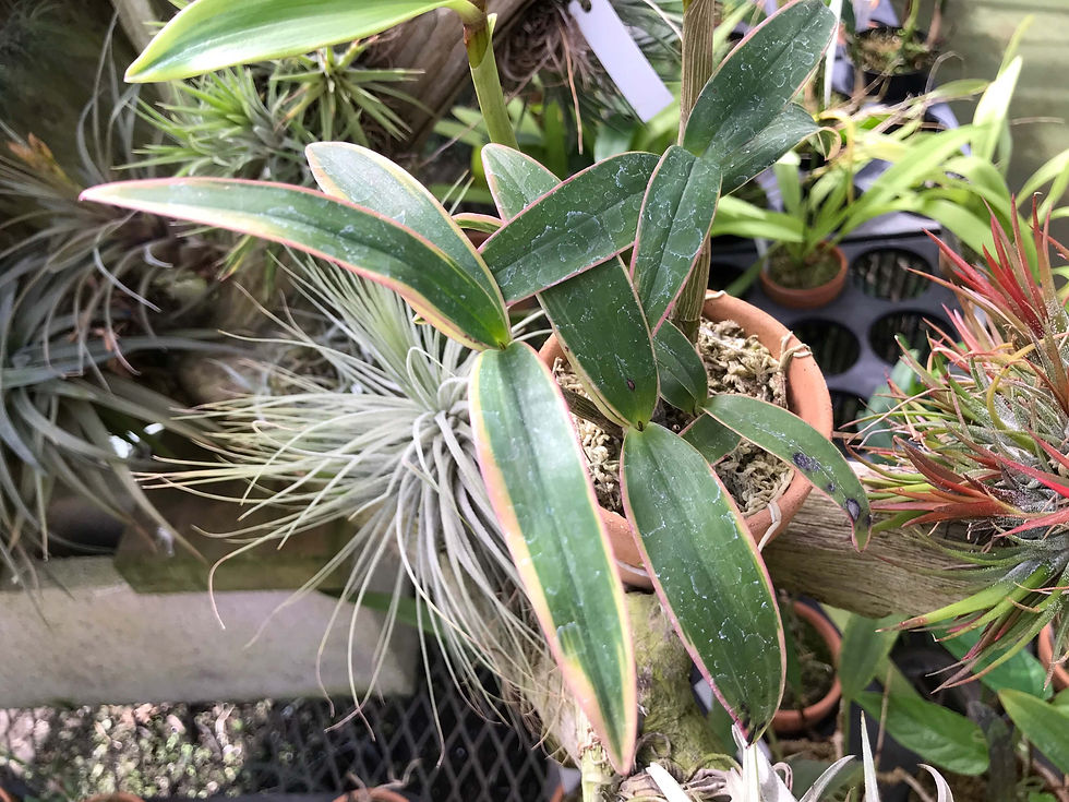 Dendrobium kigianum 斑入り,洋蘭,洋ラン,洋らん,育て方,種類,販売,通販,花言葉,インテリア,の種類写真,BBC,google,ユニクロ,アルペン,ebay,BRUTUS,ブルータス,無印,Wiki,Google,ヤフー,ボタピ