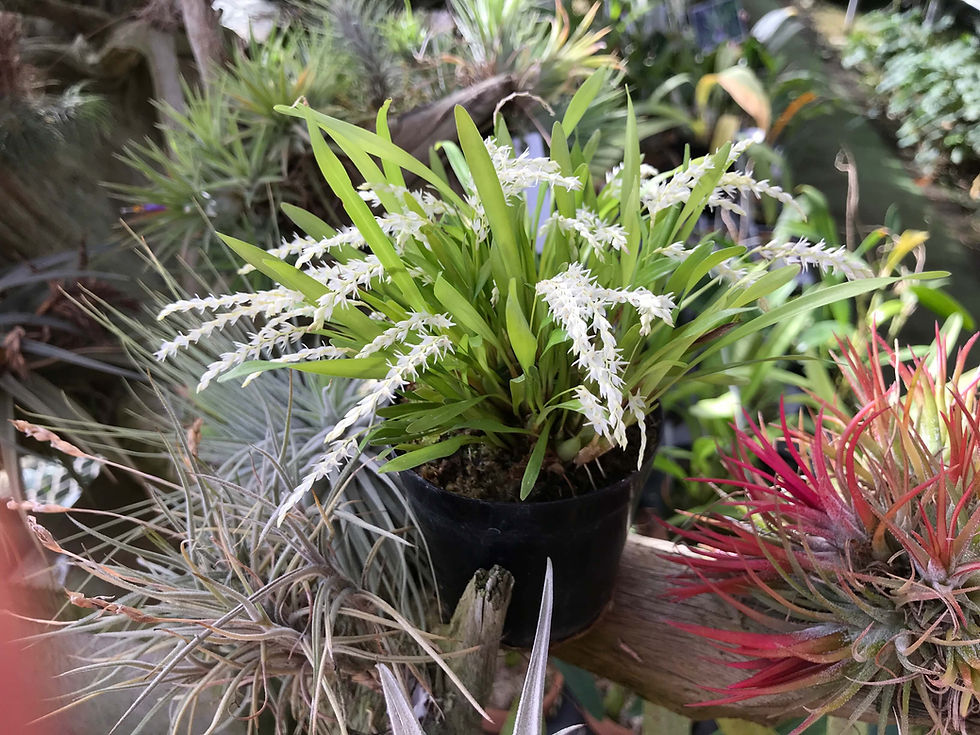 サムネイル： Dendrochilum longibulbum,洋蘭,洋ラン,洋らん,育て方,種類,販売,通販,花言葉,シンビジウム,の種類写真,山野草,多肉植物,エアープランツ,植物,動物,生物,Orchid,yahoo,facebook,amazon,楽天,Y