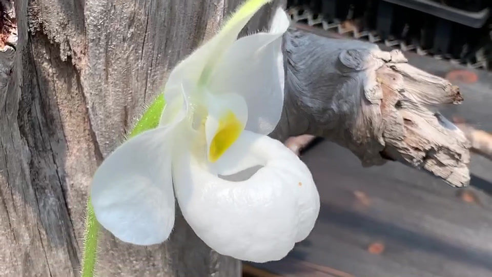 サムネイル： Paphiopedilum Magic Lantern form alba,洋蘭,洋ラン,洋らん,育て方,種類,販売,通販,蘭友会,全日本蘭協会,ツイッター,BORDER BREAK,ボーダーブレイク,インスタグラム,Instagram,Twitte