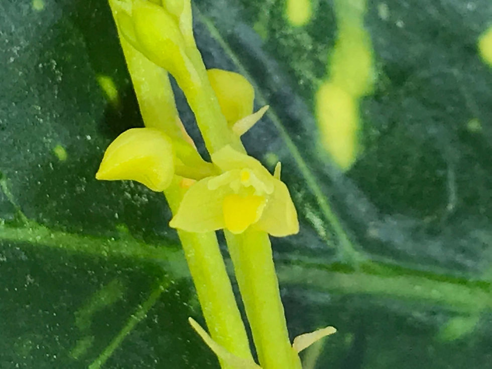 Bulbophyllum teres,洋蘭,洋ラン,洋らん,育て方,種類,販売,通販,花言葉,インテリア,の種類写真,山野草,多肉植物,園芸,植物,動物,生物,Orchid,yahoo,facebook,amazon,楽天,Youtube,ニュース,