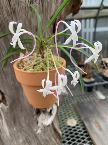 フウラン 富貴蘭・桃源 Vanda falcata | nakato-orchids