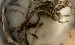 Gruwelijk: dit troffen ze aan in het lichaam van een jonge gevaccineerde