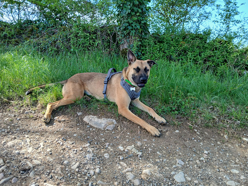 Bella
