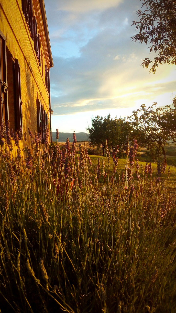Tramonto attraverso i fiori di lavanda