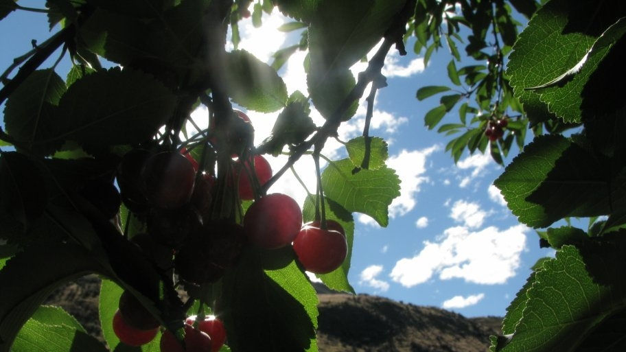 The Cherry Tree Carol