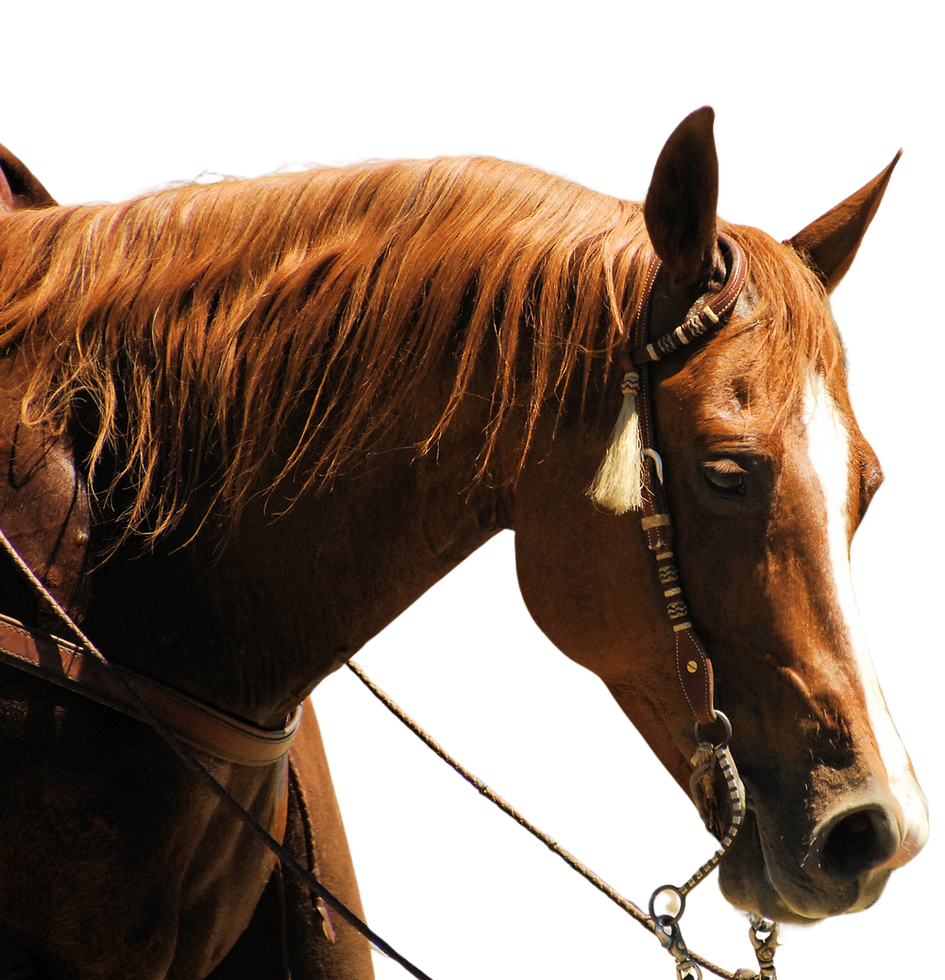 Matilda Johnson licensed horse racer