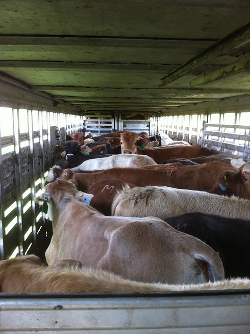 Zach-Cattle-Hauling-3-2019-04-17-16-24.j