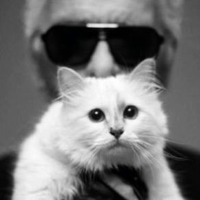 CHOUPETTE LAGERFELD!