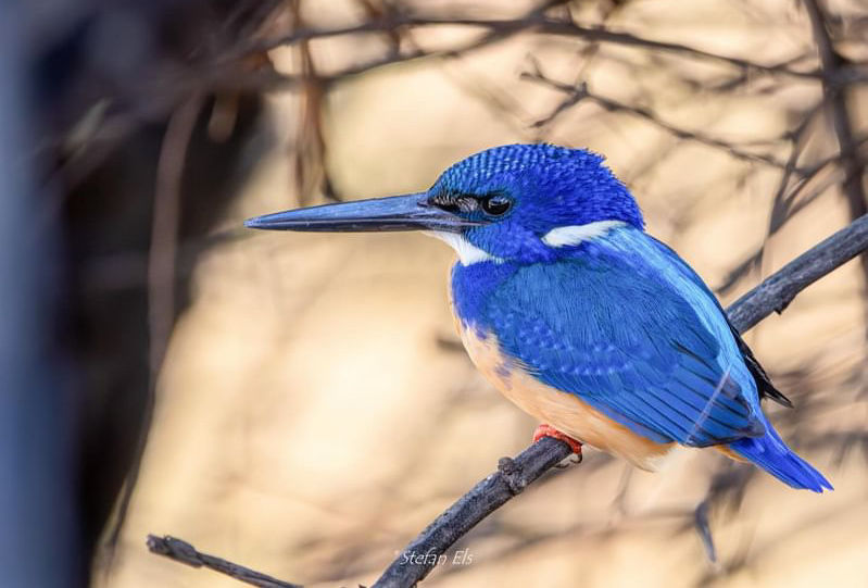 Half-collared Kingfisher | Mabalingwe Game Reserve | Birding | Birds of South Africa