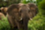 A photo of an elephant close up_Mabalingwe Game Reserve_Bela Bela_Limpopo