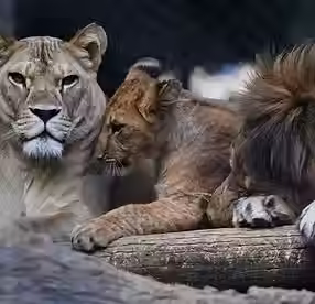 Four rare Barbary lion cubs born at Czech zoo