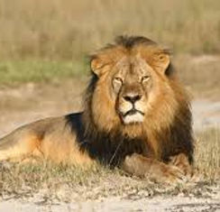 Ten Years After Cecil. The Lion, the Lies, and the Exploitation of Wildlife and the Public