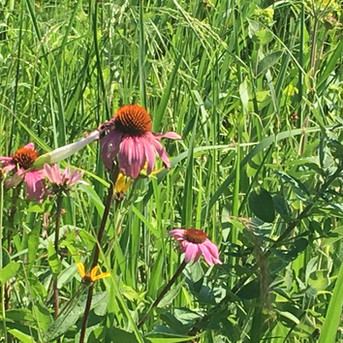 Purple Coneflower