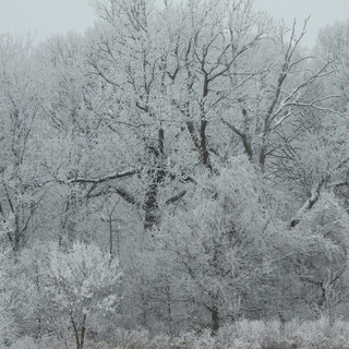 Rime ice formation on trees around Carillon Stonegate Ponds.
