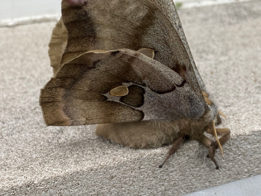 Polyphemus Moth
