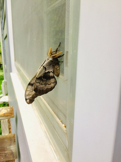 Polyphemus Moth