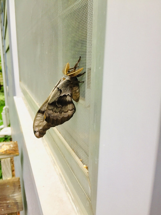 Polyphemus Moth