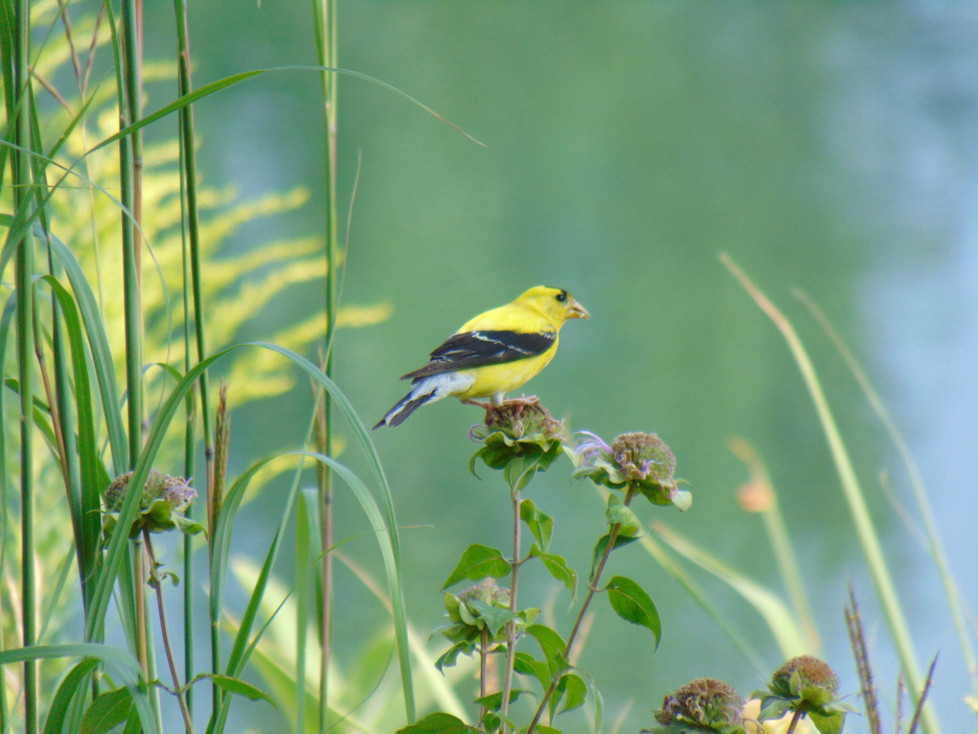 American Goldfinch