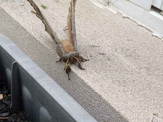 Polyphemus Moth