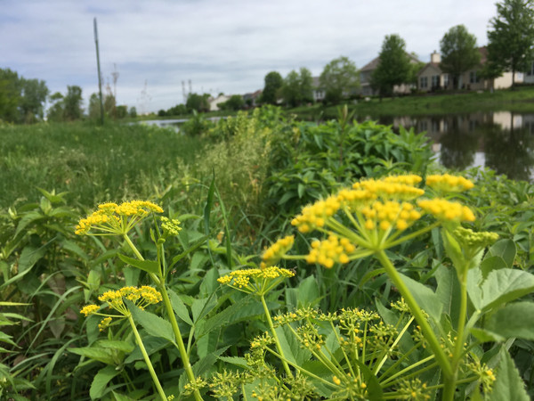 Golden Alexanders