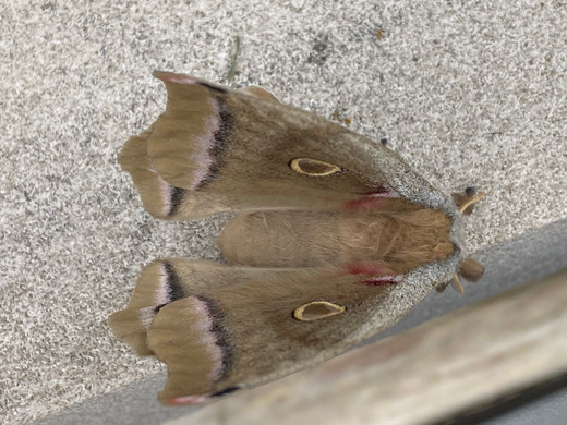 Polyphemus Moth