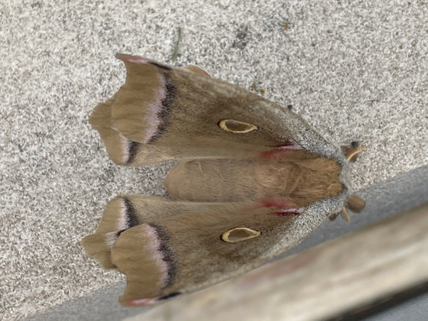 Polyphemus Moth