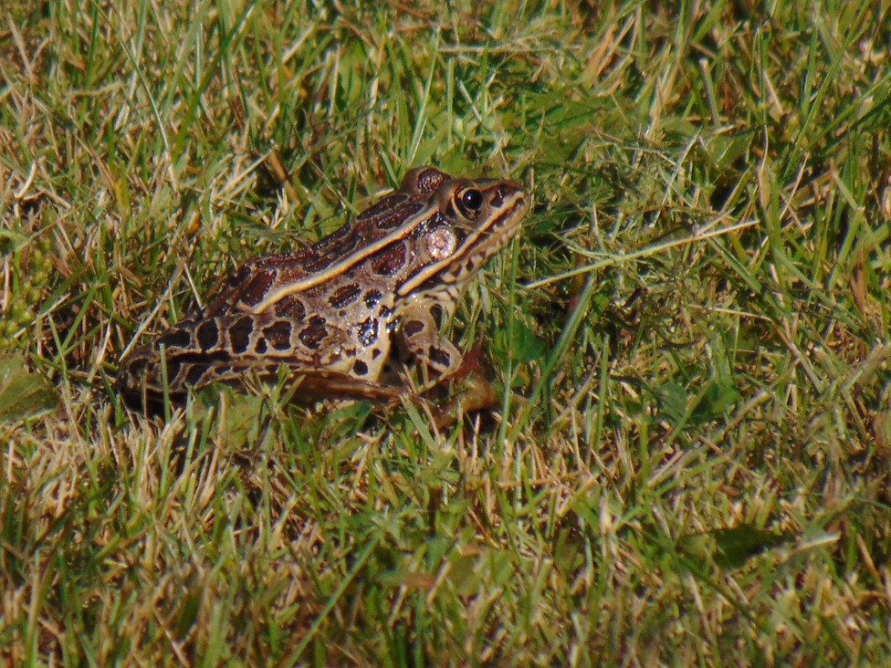 Northern Leopard Frog