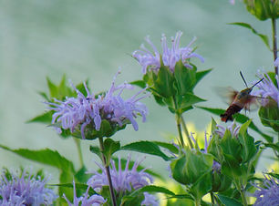 Insect_001.JPG
