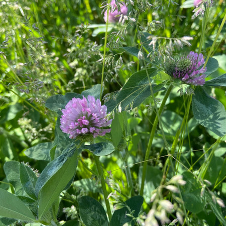 Red Clover