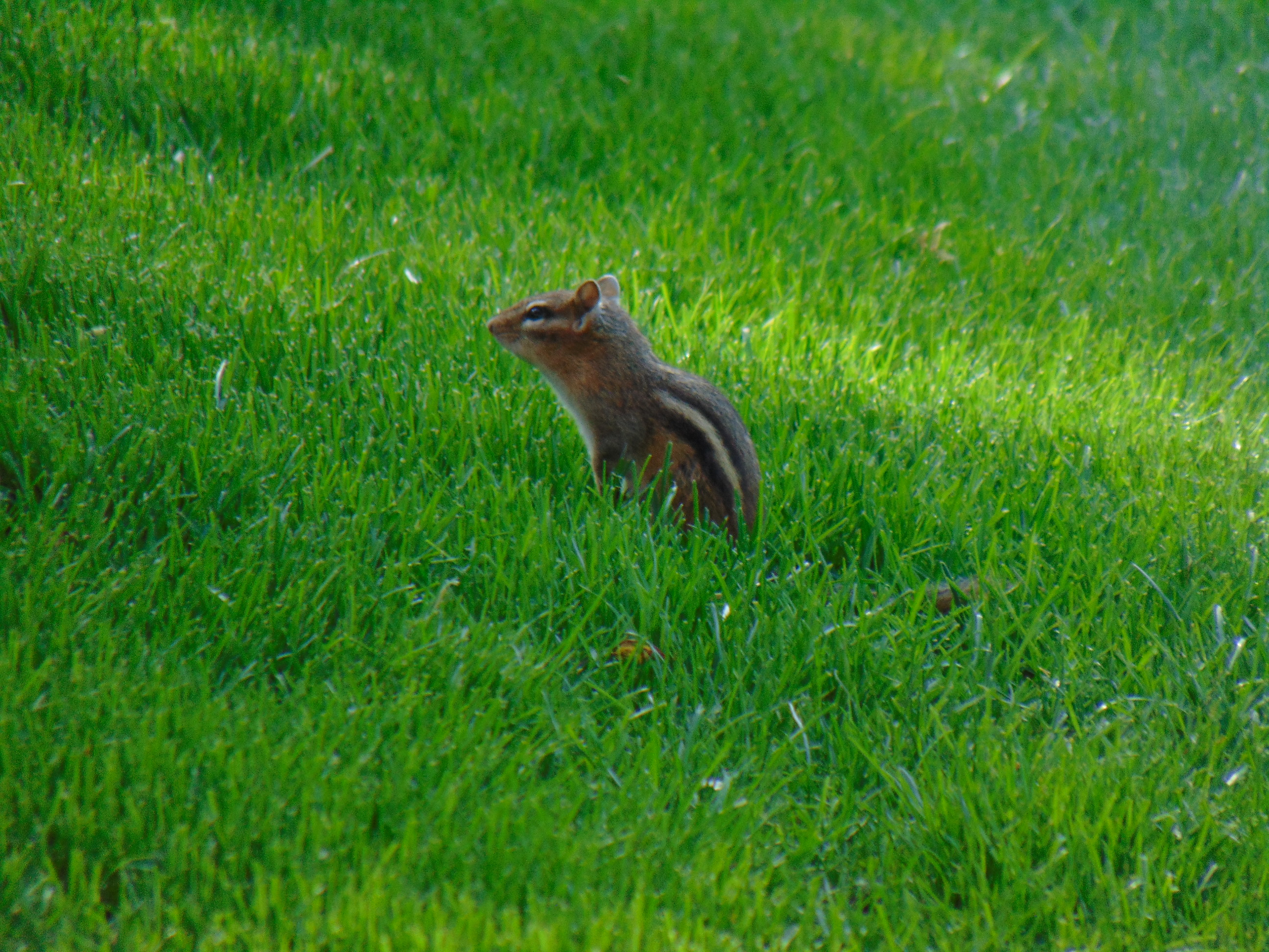chipmunk lifespan chipmunk lifespan
