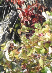 IMG_7700.JPG