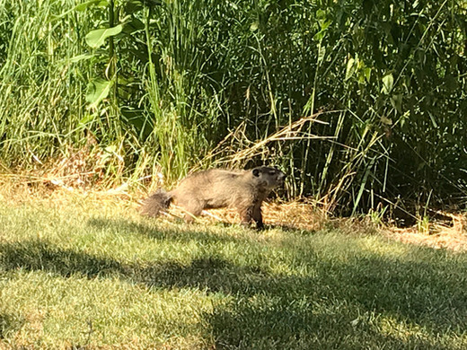 Woodchuck
