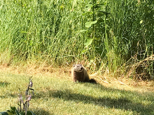 Woodchuck