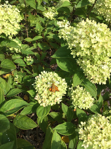 Fiery Skipper