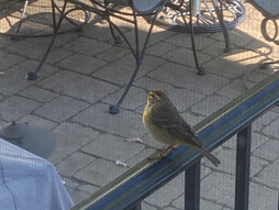 Palm Warbler