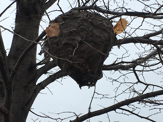 Baldfaced Hornet Nest