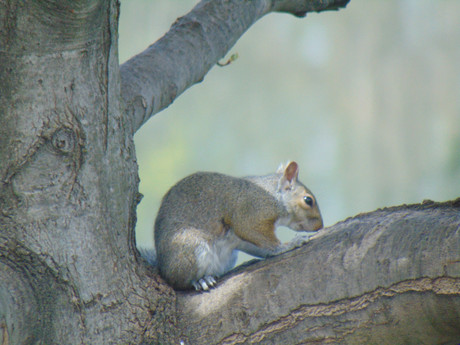 Eastern Grey Squirrel