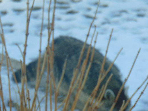 Raccoon_003.JPG