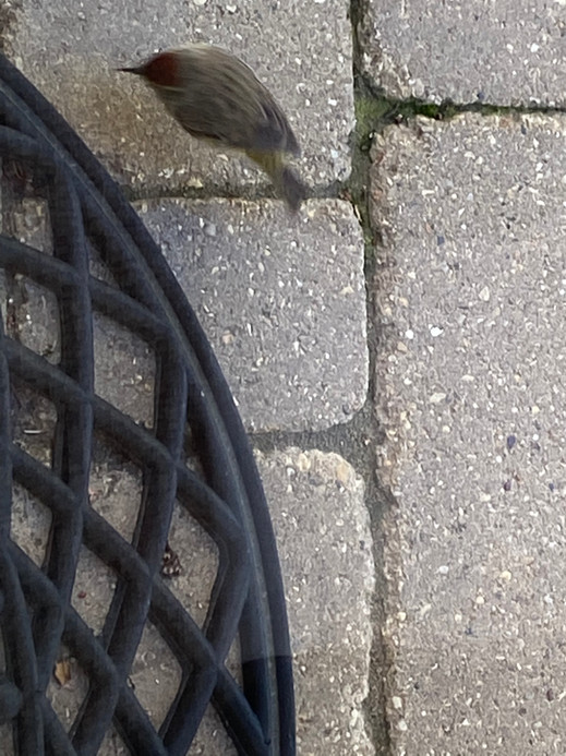 Palm Warbler