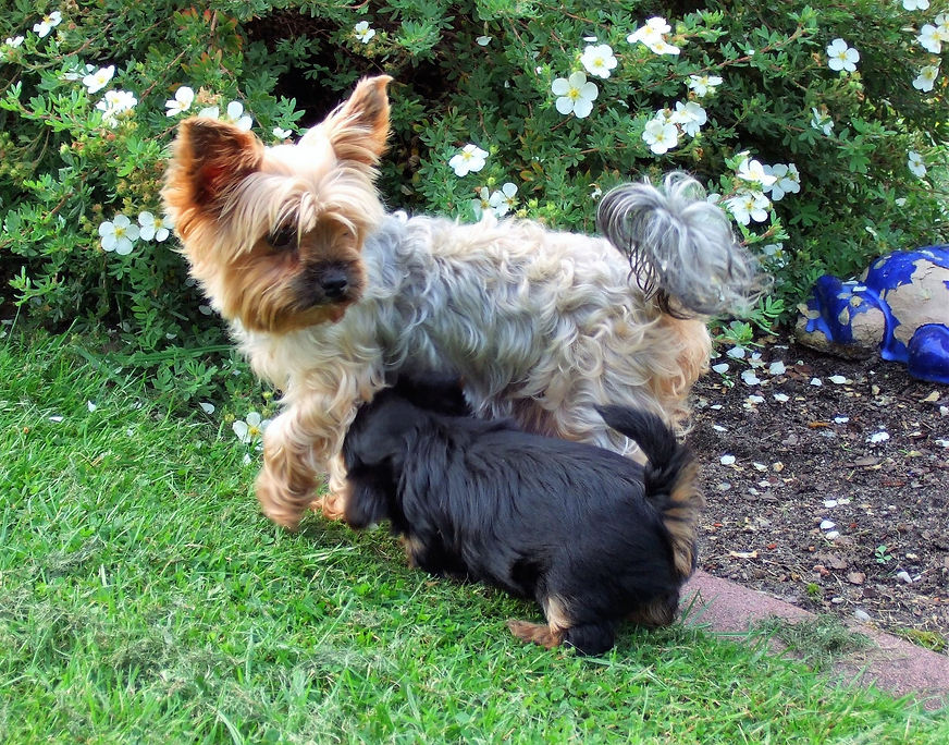 Yorki06.jpg