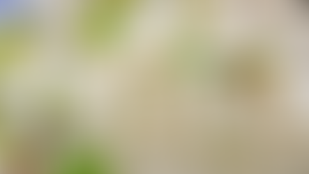 Blühende Kirschbäume: Vorboten der Erntezeit