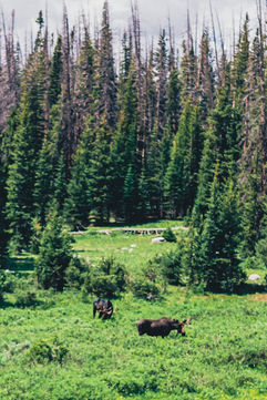 Shine_008669_Export JPG 16Base_R1-00485-014A1658186412929.jpg