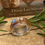 Thumbnail: Size O  'CZ'  Spinning Ring in Silver & Copper