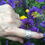 Thumbnail: Humble Bumble Bee Ring © -Solid Sterling Silver Bee Ring