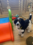 Country/Yellow 6 wks
