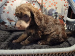Techno_Orange 5 wks