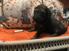 Rock_Blue 4 wks